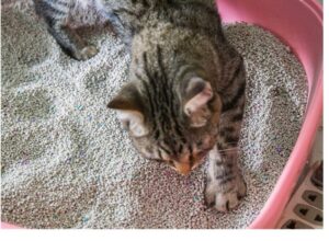 cát vệ sinh cho mèo cưng