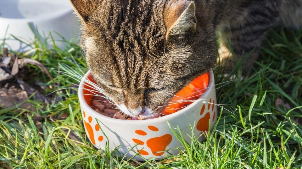 cho mèo ăn súp thưởng