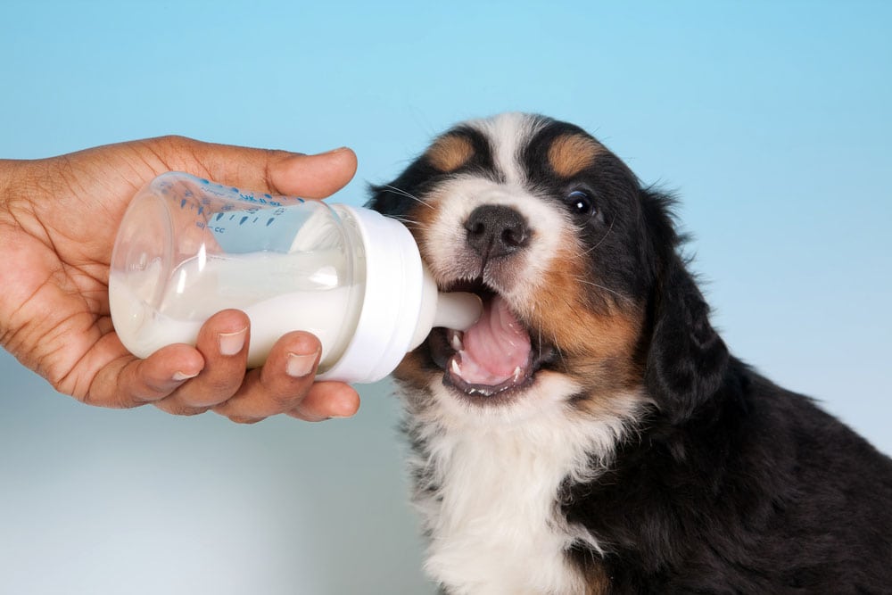 Top 15 sản phẩm sữa bột cho con chó tốt nhất hiện nay