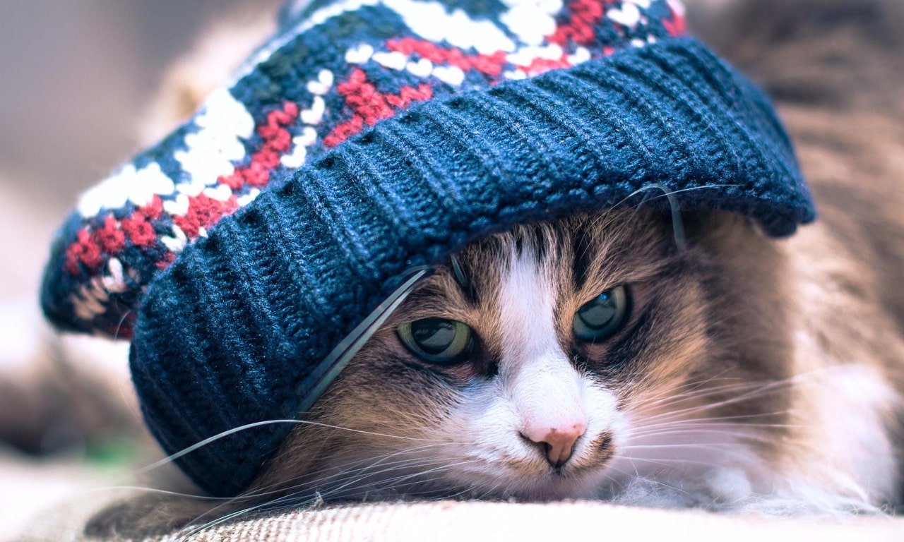 mèo đội nón dễ thương