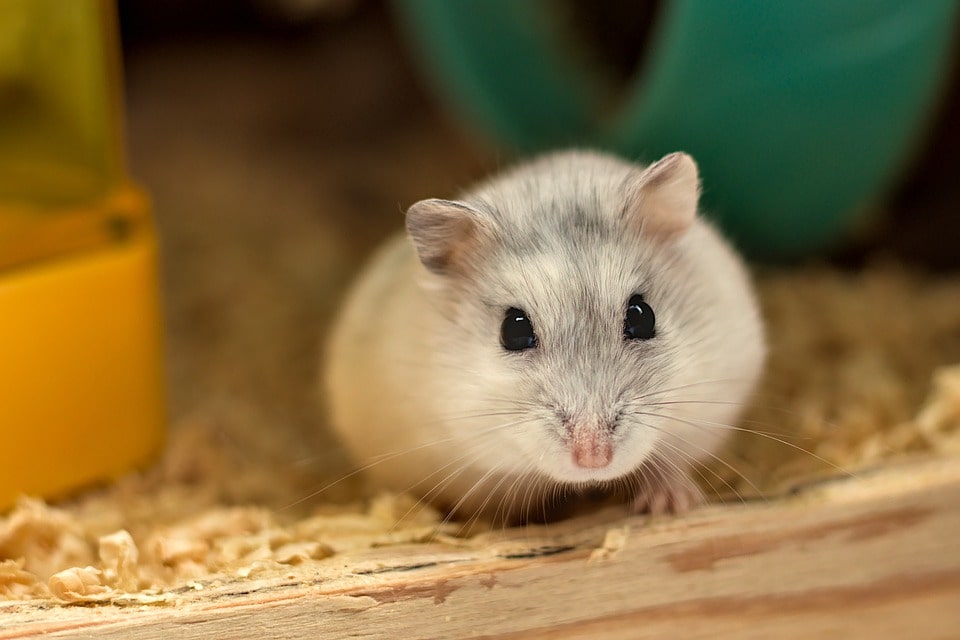 phụ kiện cho chuột hamster