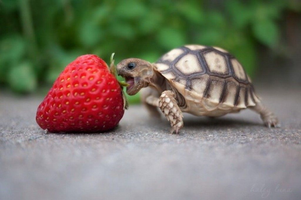 Thức ăn cho rùa cạn - Top 12 thức ăn có sẵn được yêu thích nhất
