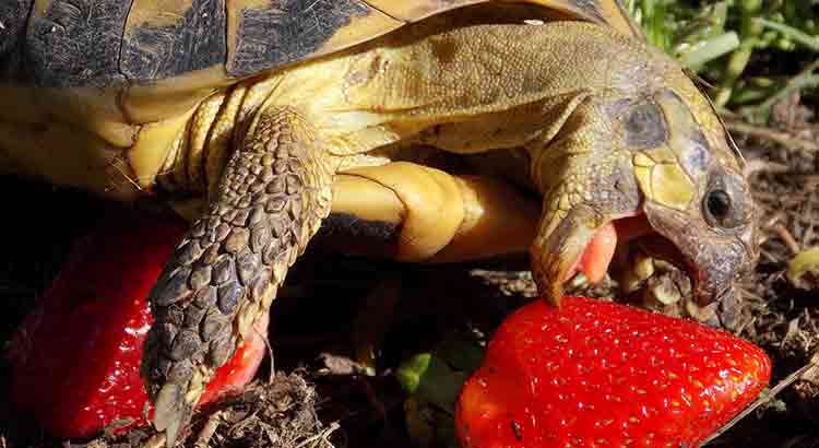 thức ăn của rùa cạn khi nuôi