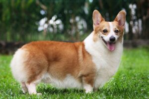 Chó lùn Corgi