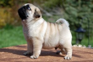 Nguồn gốc giống chó Pug mặt xệ