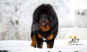 chó ngao tây tạng khổng lồ