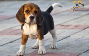 giống chó beagle