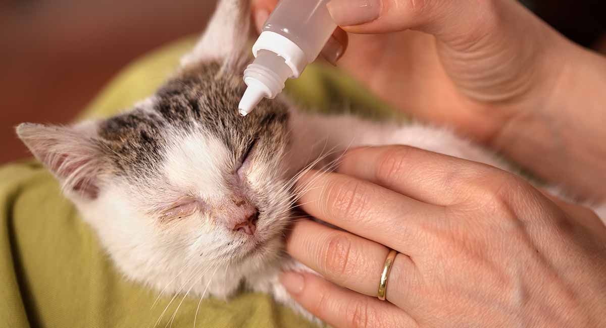 Thuốc nhỏ mắt mèo - Top 10 sản phẩm an toàn, hiệu quả nhất