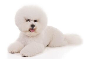 chó bichon frise