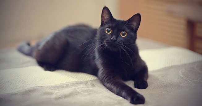 mèo mun đen