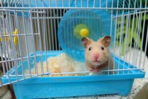 chuồng nuôi chuột hamster