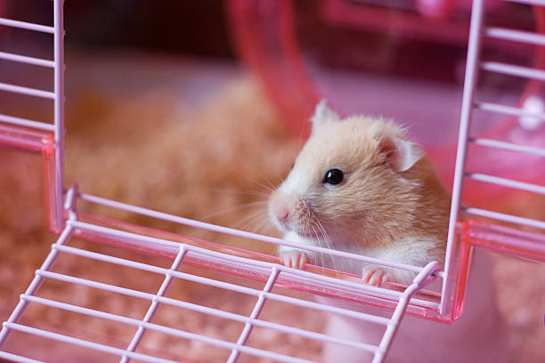 cách giảm stress cho hamster