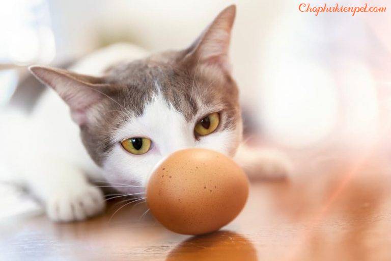 cho chó mèo ăn trứng vịt lộn