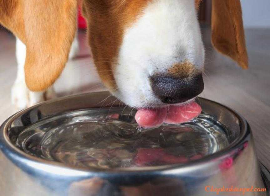 chó không chịu uống nước