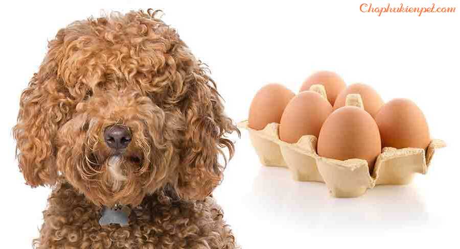 chó poodle ăn trứng vịt lộn được không