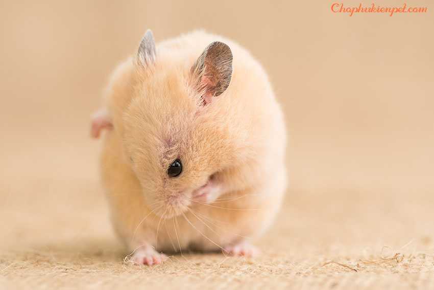 chuột hamster bị rụng lông