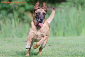 giống chó malinois