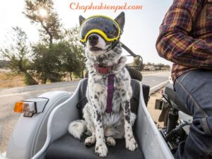 chó đi du lịch