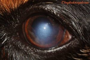 thuốc nhỏ mắt cho chó bị đục thủy tinh the