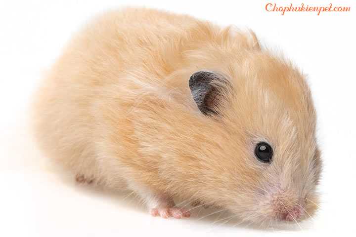 thuốc trị rụng lông cho hamster