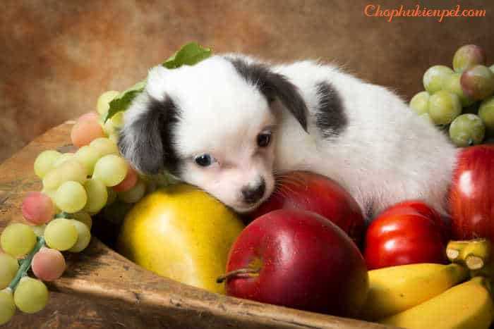 chó ăn được trái cây hoa quả gì