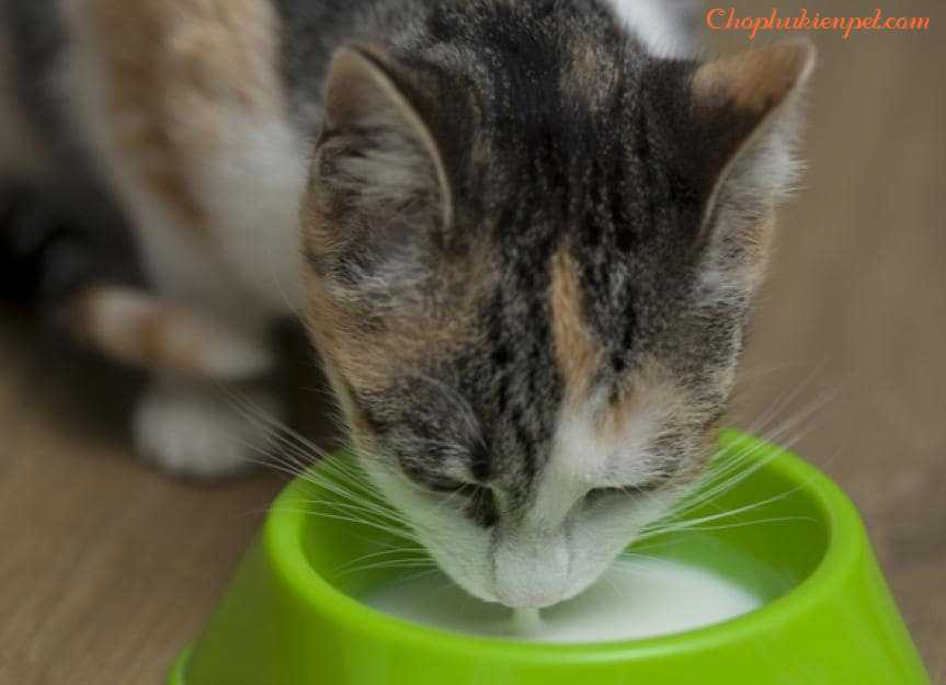 mèo ăn sữa chua