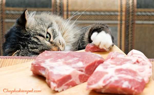 mèo ăn thịt sống