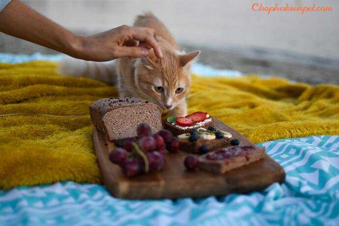 mèo ăn trái cây
