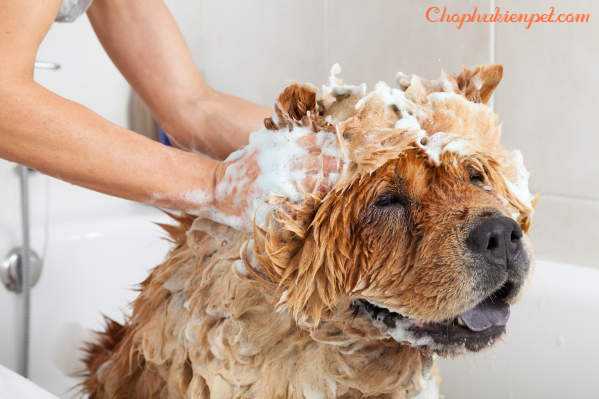 tắm cho chó con