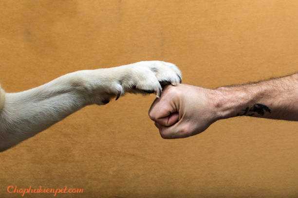 dạy chó bắt tay