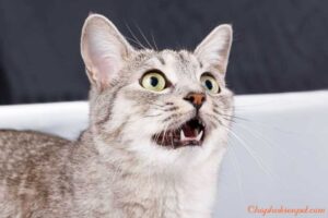 mèo bị tắt tiếng