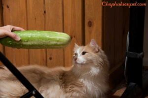 mèo sợ dưa chuột