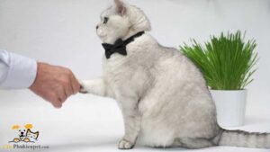 cách làm quen với mèo