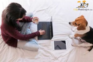 cách nuôi chó khi đi làm cả ngày