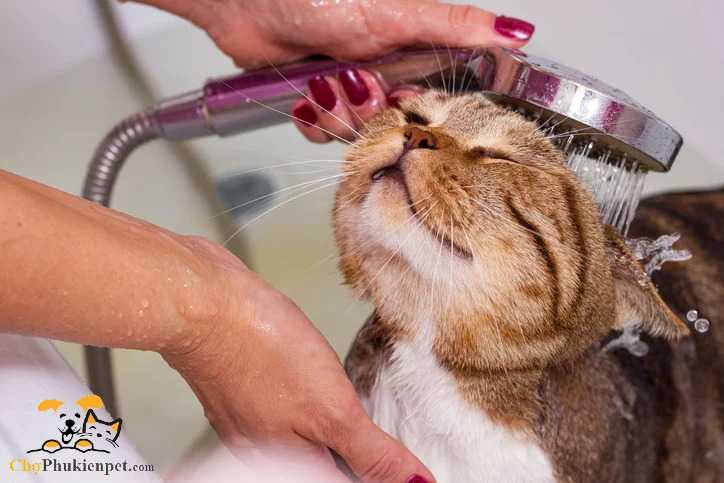 cách tắm cho mèo sợ nước