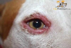 chó bị đau mắt đỏ