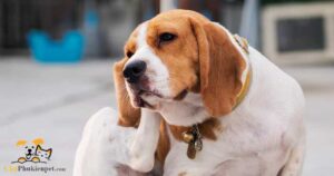 chó bị ngứa tai