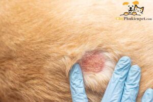 chó bị viêm da có mủ
