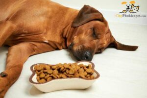 chó không chịu ăn