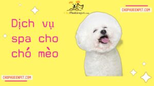 dịch vụ spa cho chó mèo thú cưng 5 sao chophukienpet.com