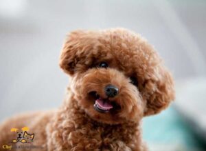 giống chó lông xù poodle