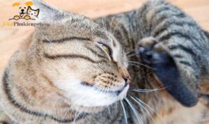 mèo bị ngứa tai