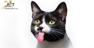 mèo bị sốc nhiệt