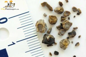mèo bị sỏi thận