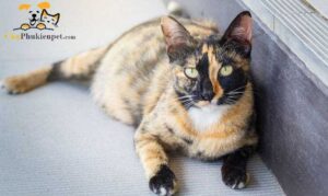 mèo mang thai giả