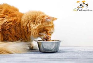 mèo nhịn đói được bao lâu