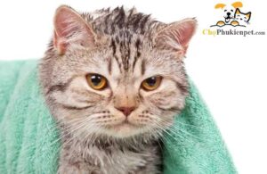 tại sao mèo sợ nước