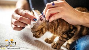 vệ sinh tai cho mèo