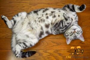 bụng mèo con phình to và cứng