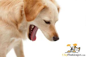 chó bị nôn ra máu